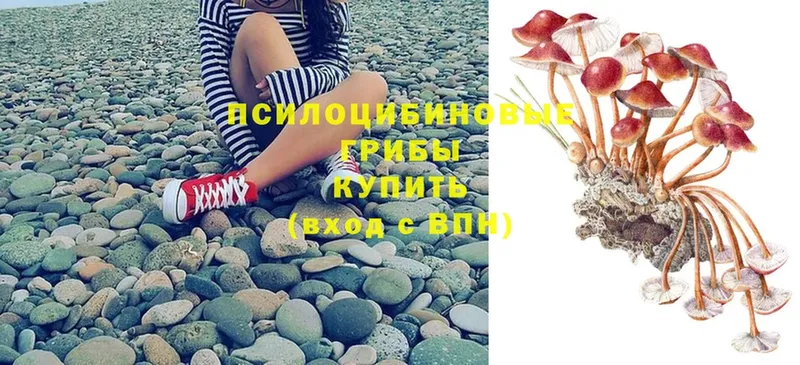 ссылка на мегу сайт  Дорогобуж  Псилоцибиновые грибы Psilocybe 